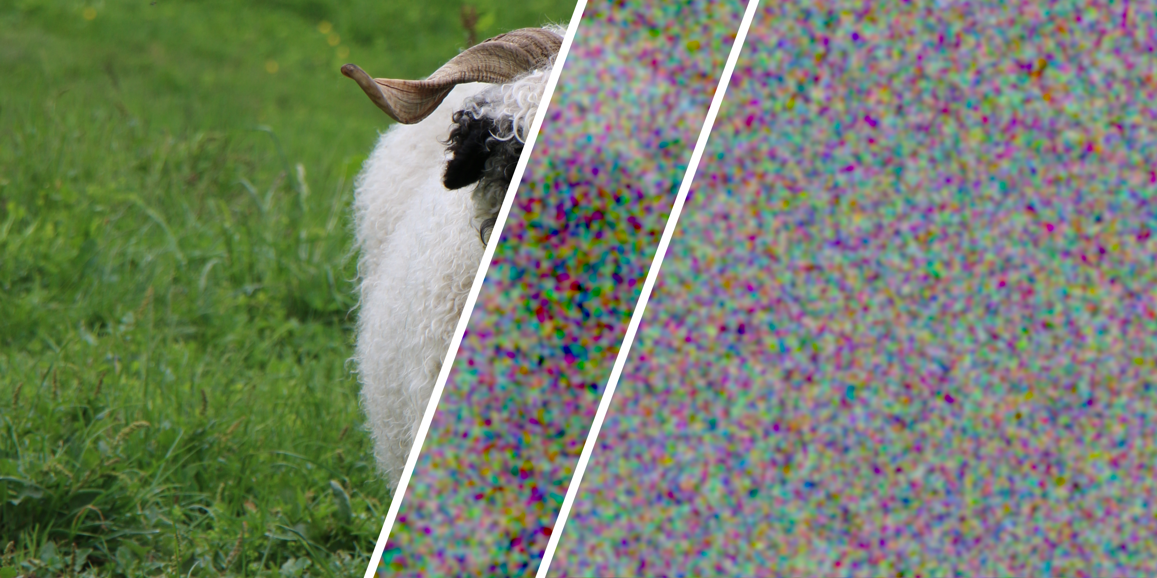 an image of a sheep, with a break in the middle showing a pizelated image wuith a vague shape followed by another break with true randomness an image of a sheep, with a break in the middle showing a pizelated image wuith a vague shape followed by another break with true randomness